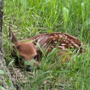 PXL_20250615_203408370 Hidden Fawn