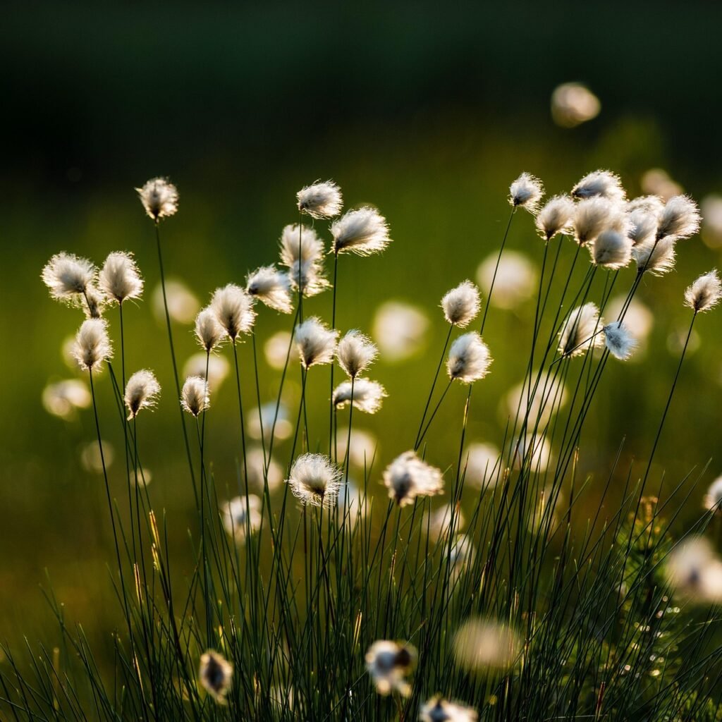 cotton grass, flower background, flower, plant, swamp, marsh, spring, beautiful flowers, flower wallpaper, botany, nature, growth