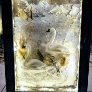 Trumpeter Swans on a Frozen Pond 8x10